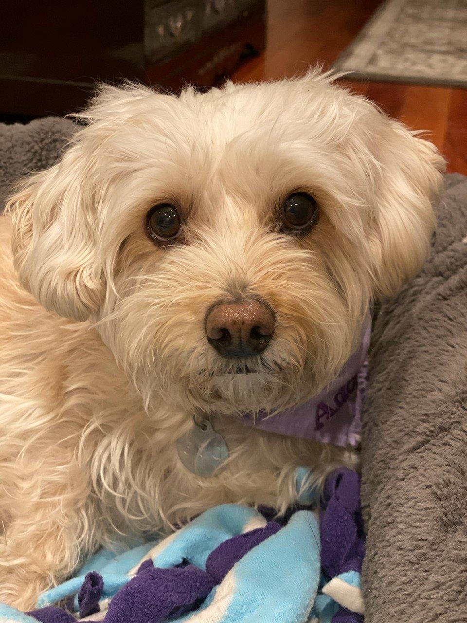 Enlarge Kandy #381, a Adopted mixed breed in Placentia, CA image 1/1