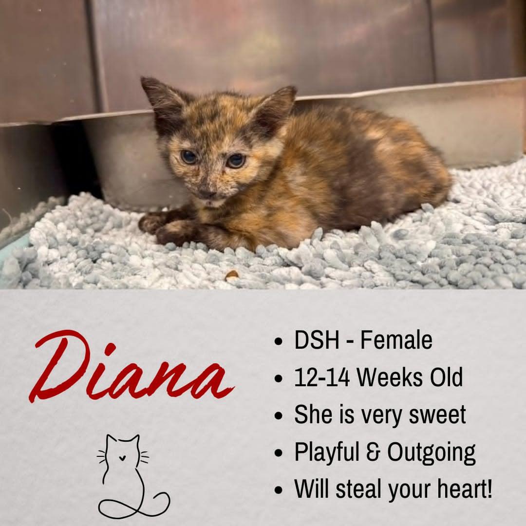 Diana, adopted, Young Female Domestic Short Hair.