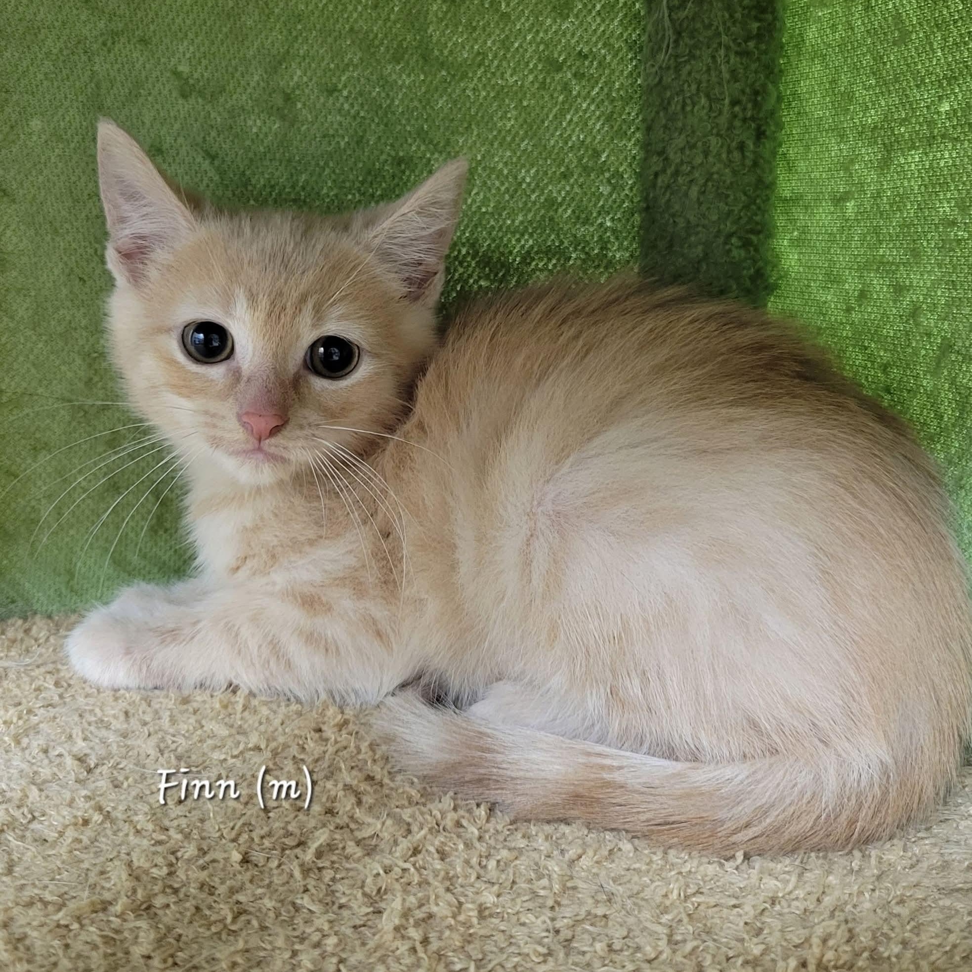 Finn, adopted, Kitten Male Domestic Short Hair.