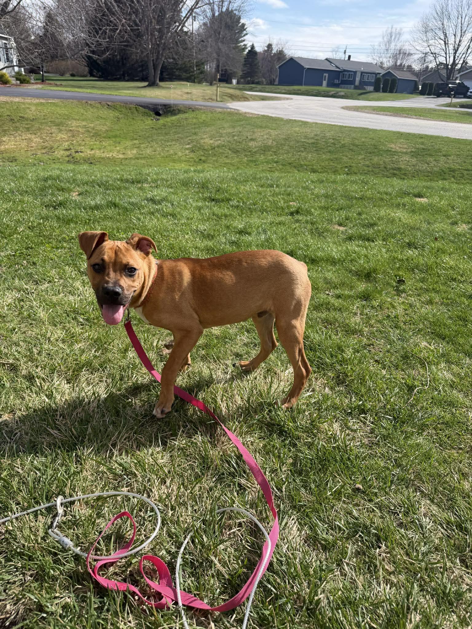 Enlarge Toto, a ADOPTABLE mixed breed in Brunswick, ME image 2/6
