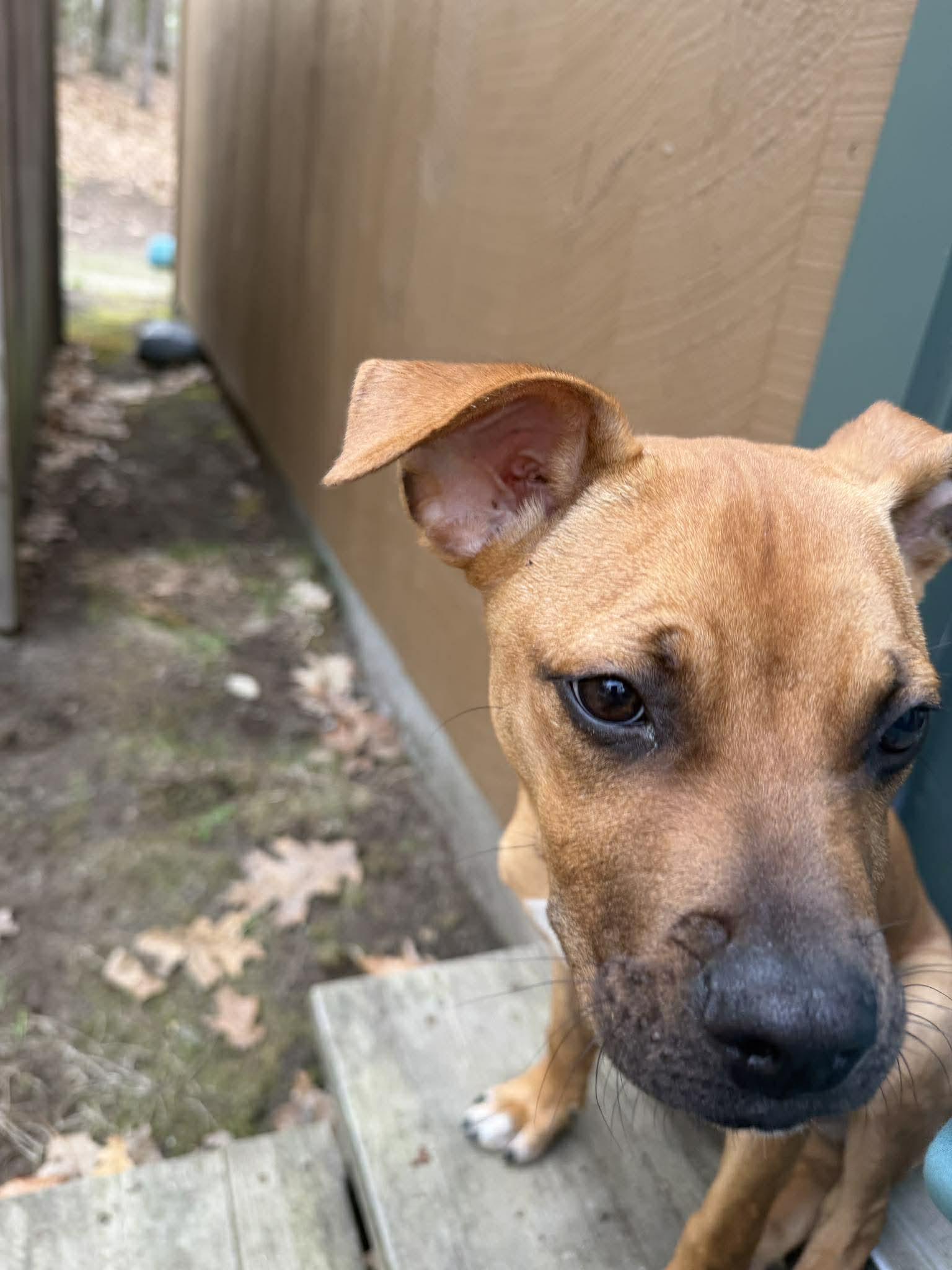 Enlarge Toto, a ADOPTABLE mixed breed in Brunswick, ME image 6/6