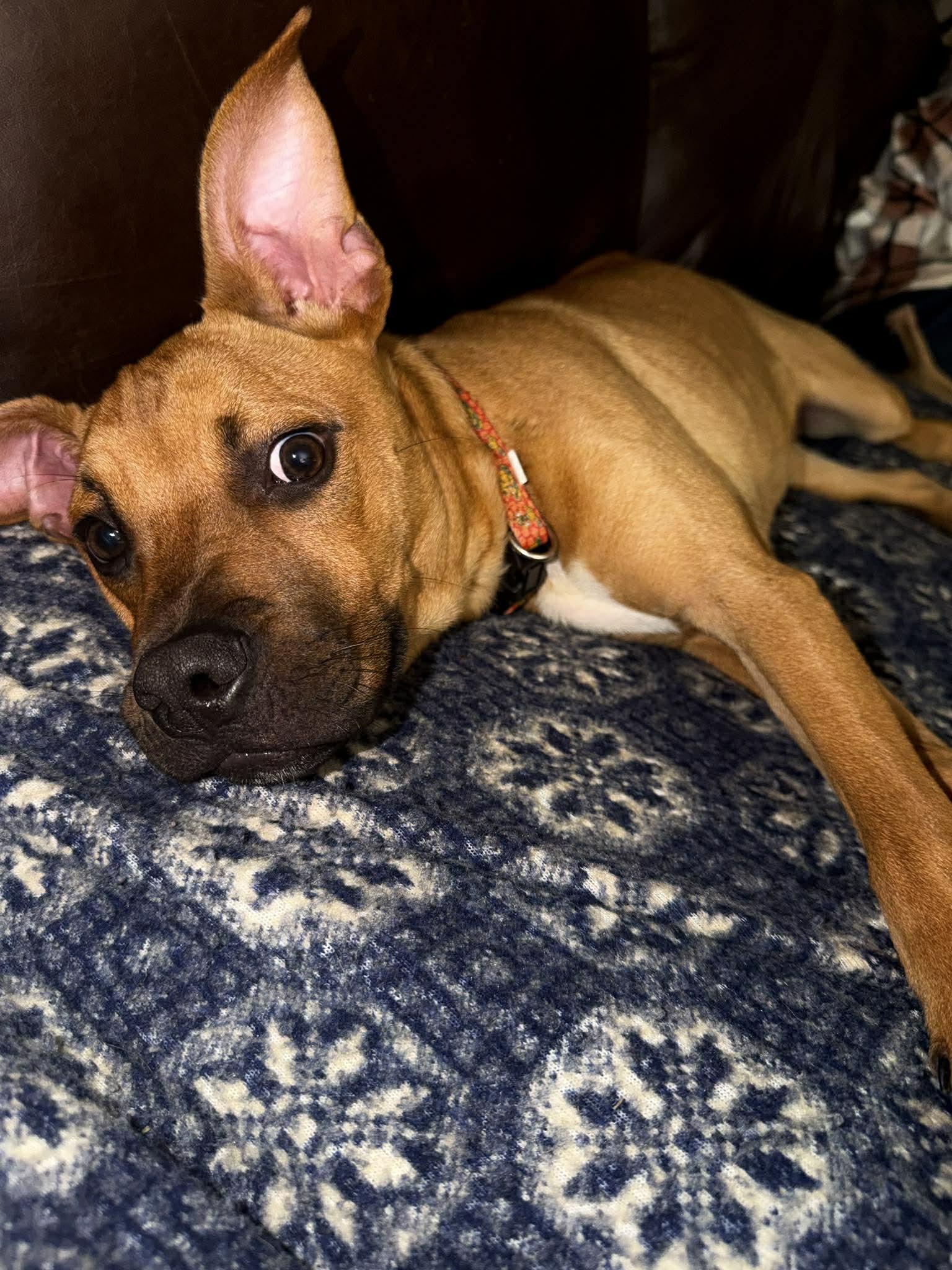 Toto, ADOPTABLE, Puppy Male Boxer.