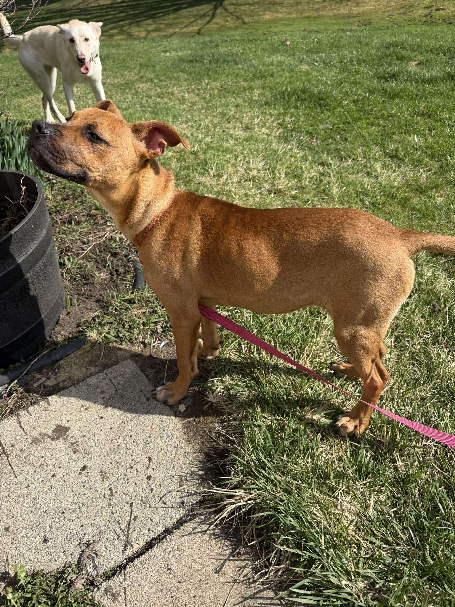 Enlarge Toto, a ADOPTABLE mixed breed in Brunswick, ME image 3/6