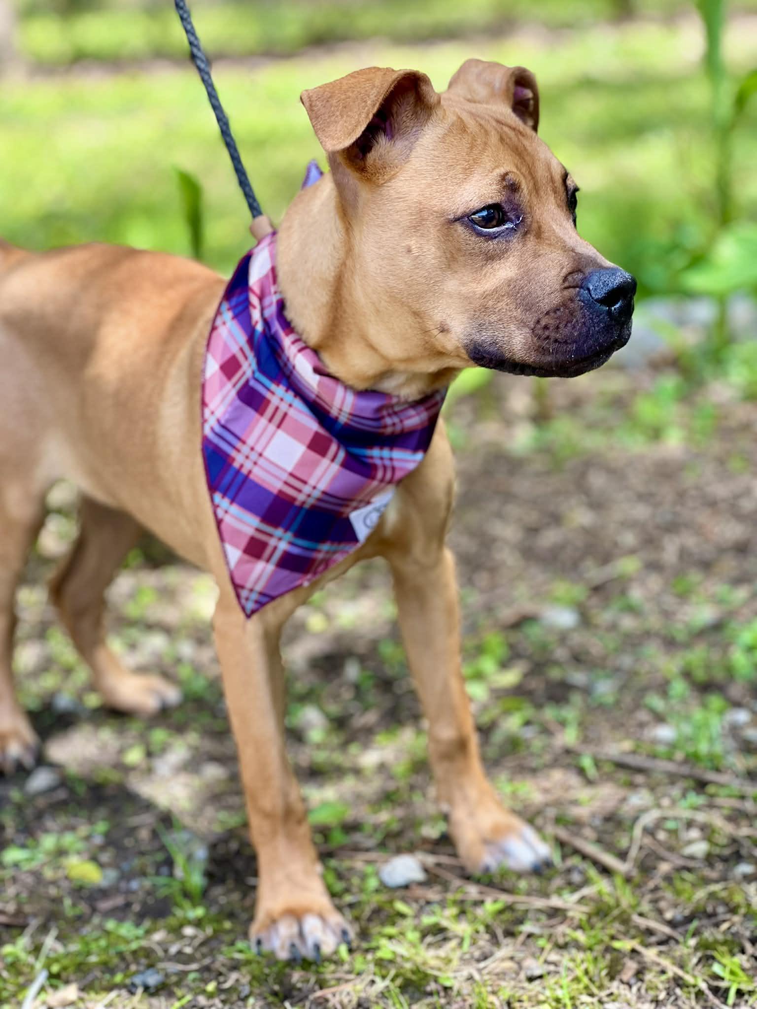 Toto, a ADOPTABLE mixed breed in Brunswick, ME image 2/2