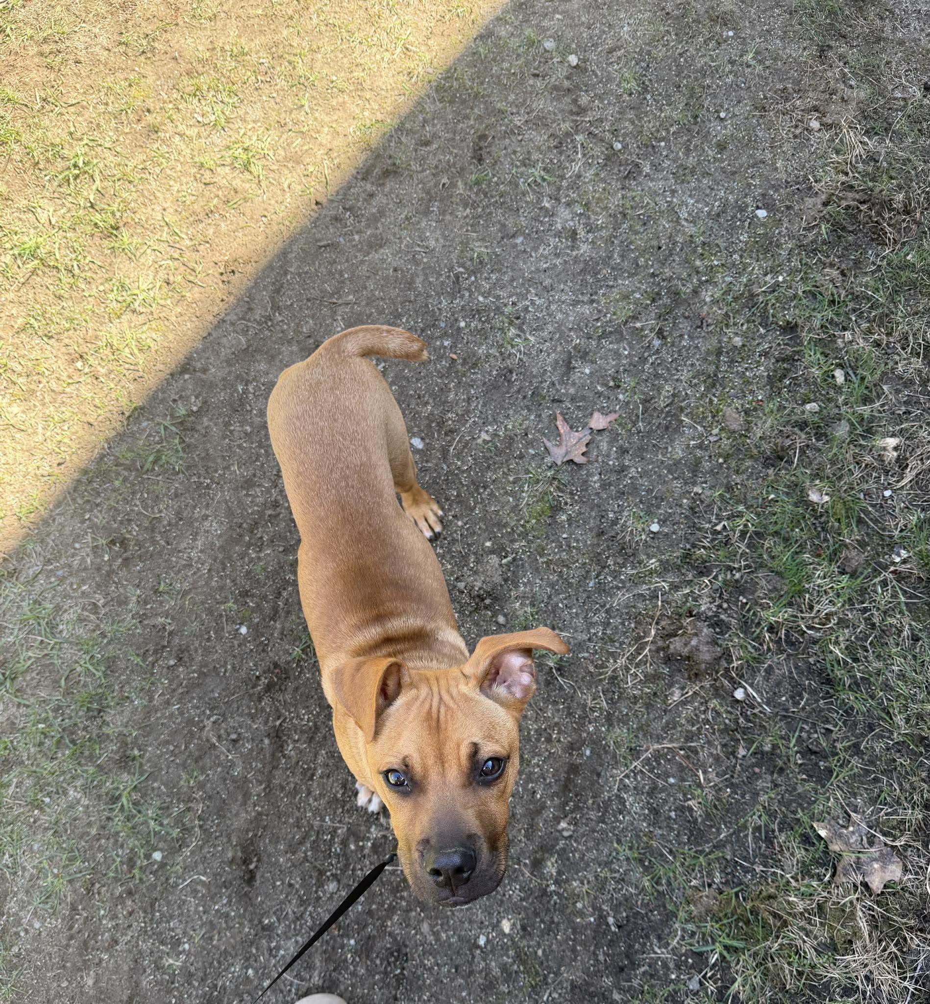 Enlarge Toto, a ADOPTABLE mixed breed in Brunswick, ME image 5/6