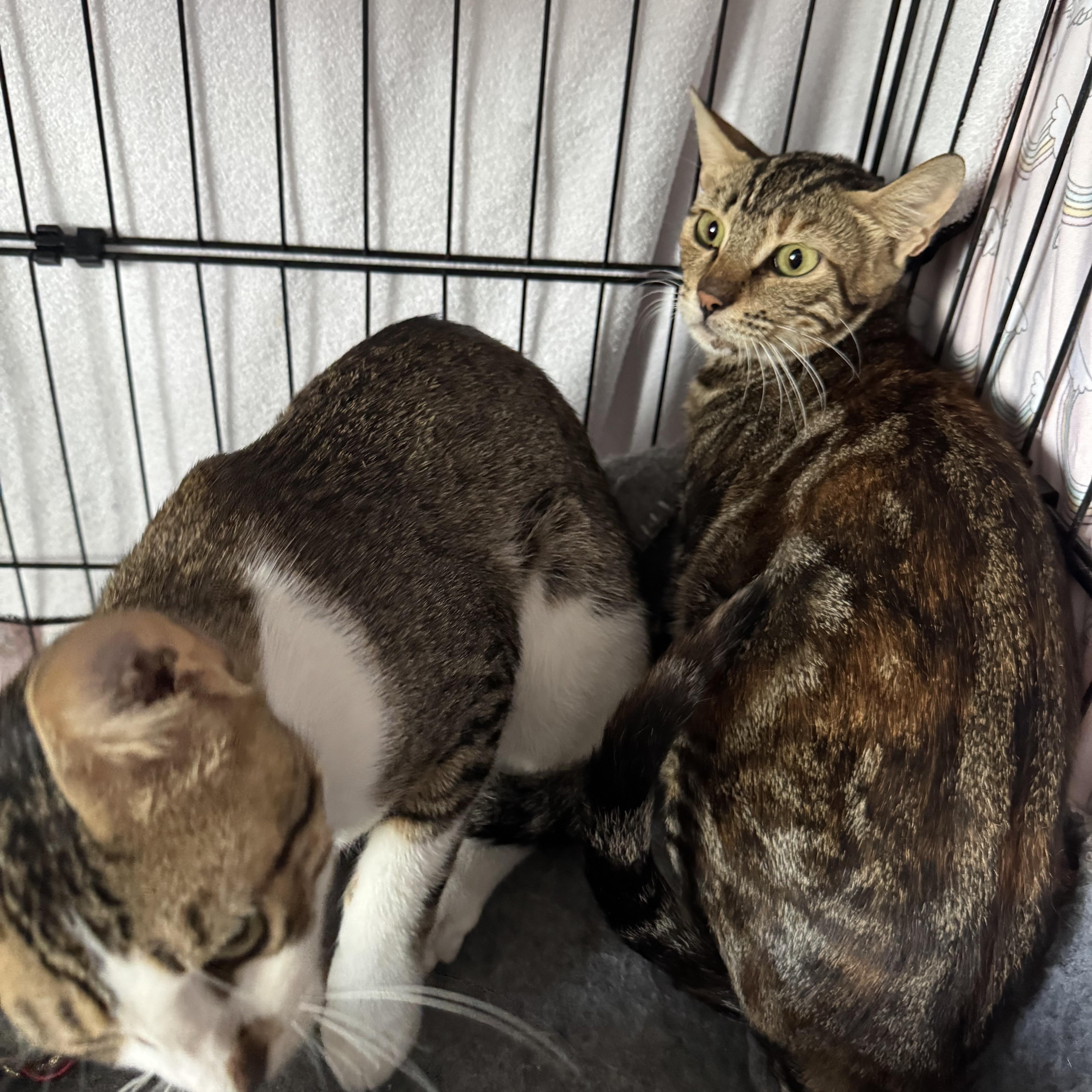 Jet & Nova