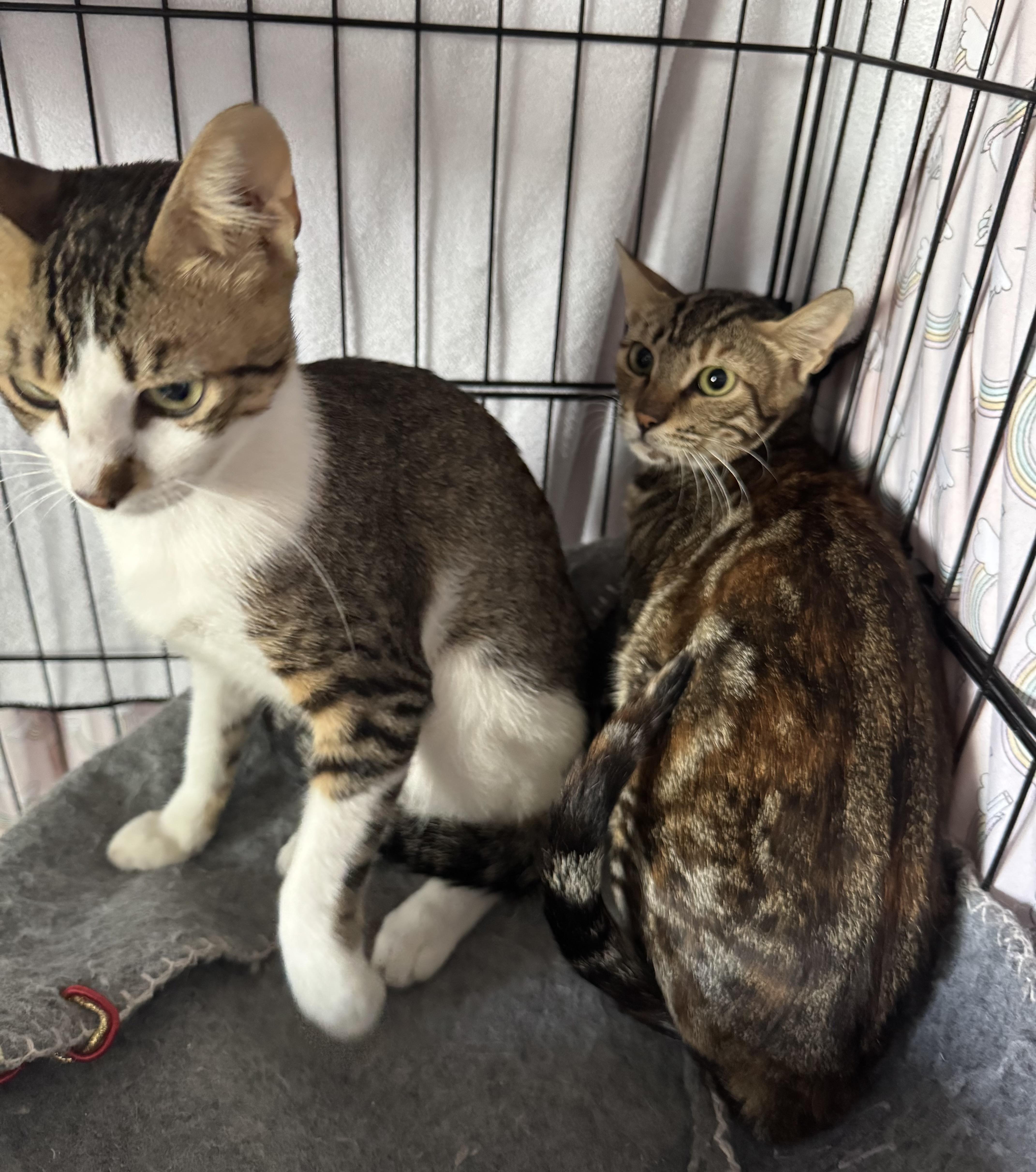 Jet & Nova, Young Male unknown