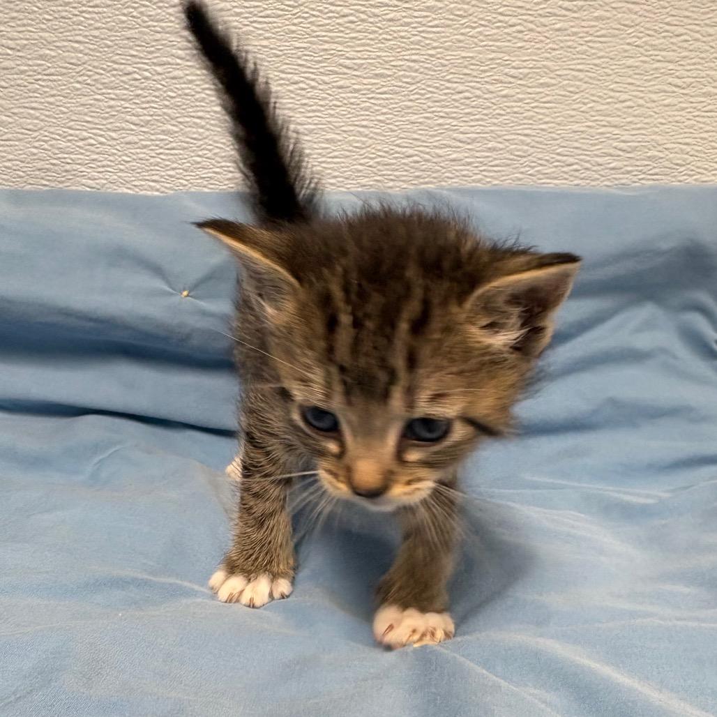 Draco, ADOPTABLE, Young Male Domestic Medium Hair.