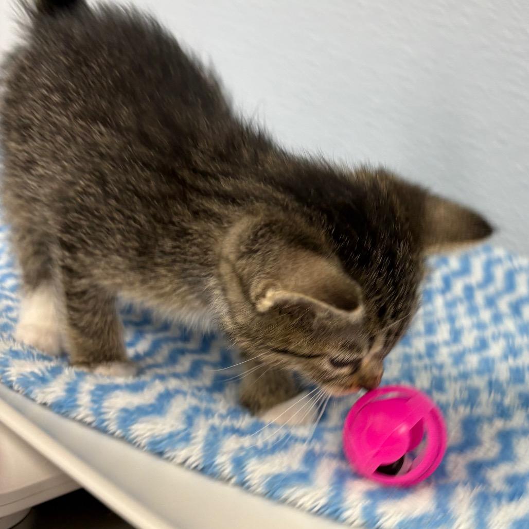 Draco, a ADOPTABLE Domestic Medium Hair in Crookston, MN image 3/4