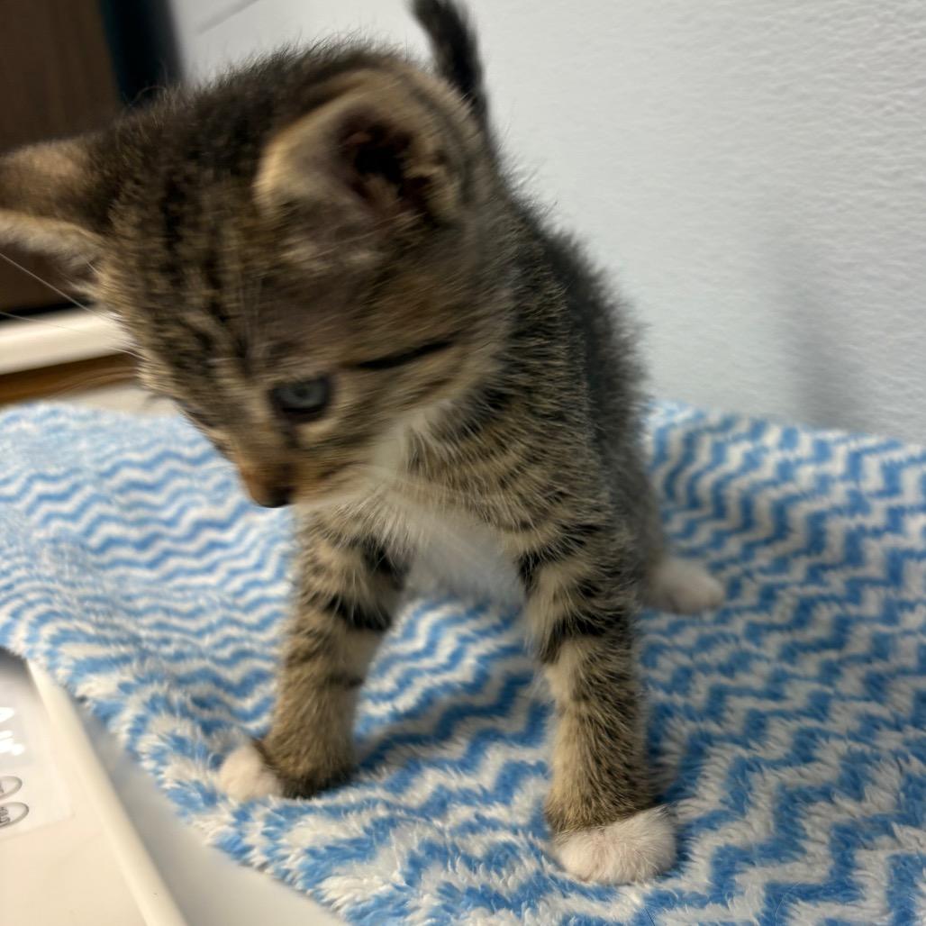 Draco, a ADOPTABLE Domestic Medium Hair in Crookston, MN image 2/4