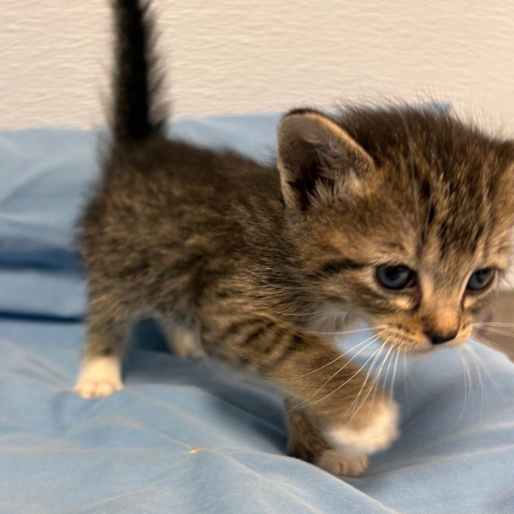 Draco, a ADOPTABLE Domestic Medium Hair in Crookston, MN image 4/4