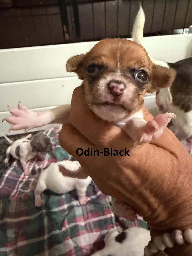 Enlarge Odin, a Adoptable mixed breed in Middletown, CT image 2/4