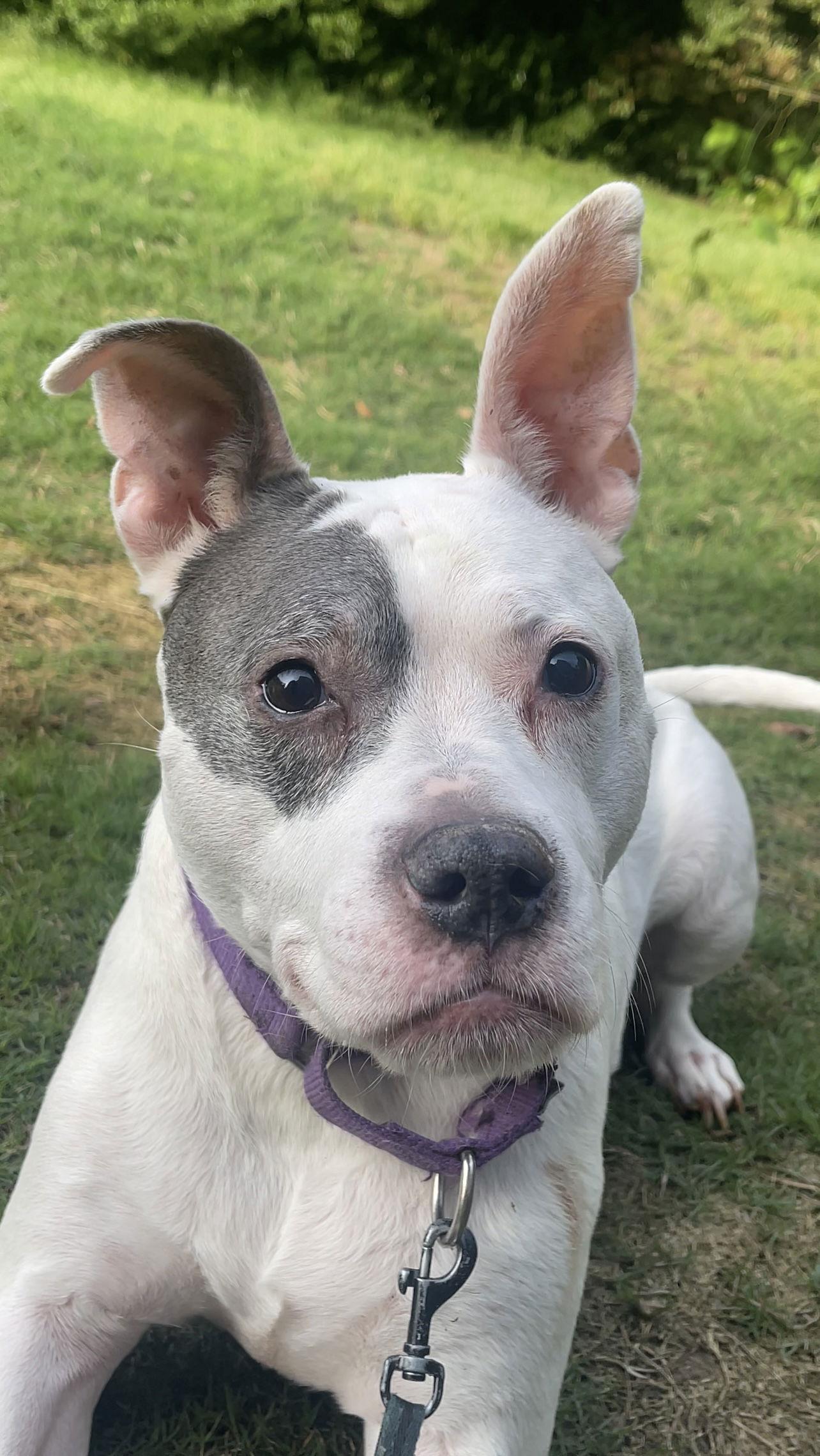Enlarge Adorable Addie, a Adoptable American Bulldog in Acworth, GA image 2/3