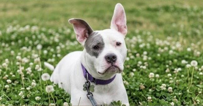 Adorable Addie, a Adoptable American Bulldog in Acworth, GA image 2/3