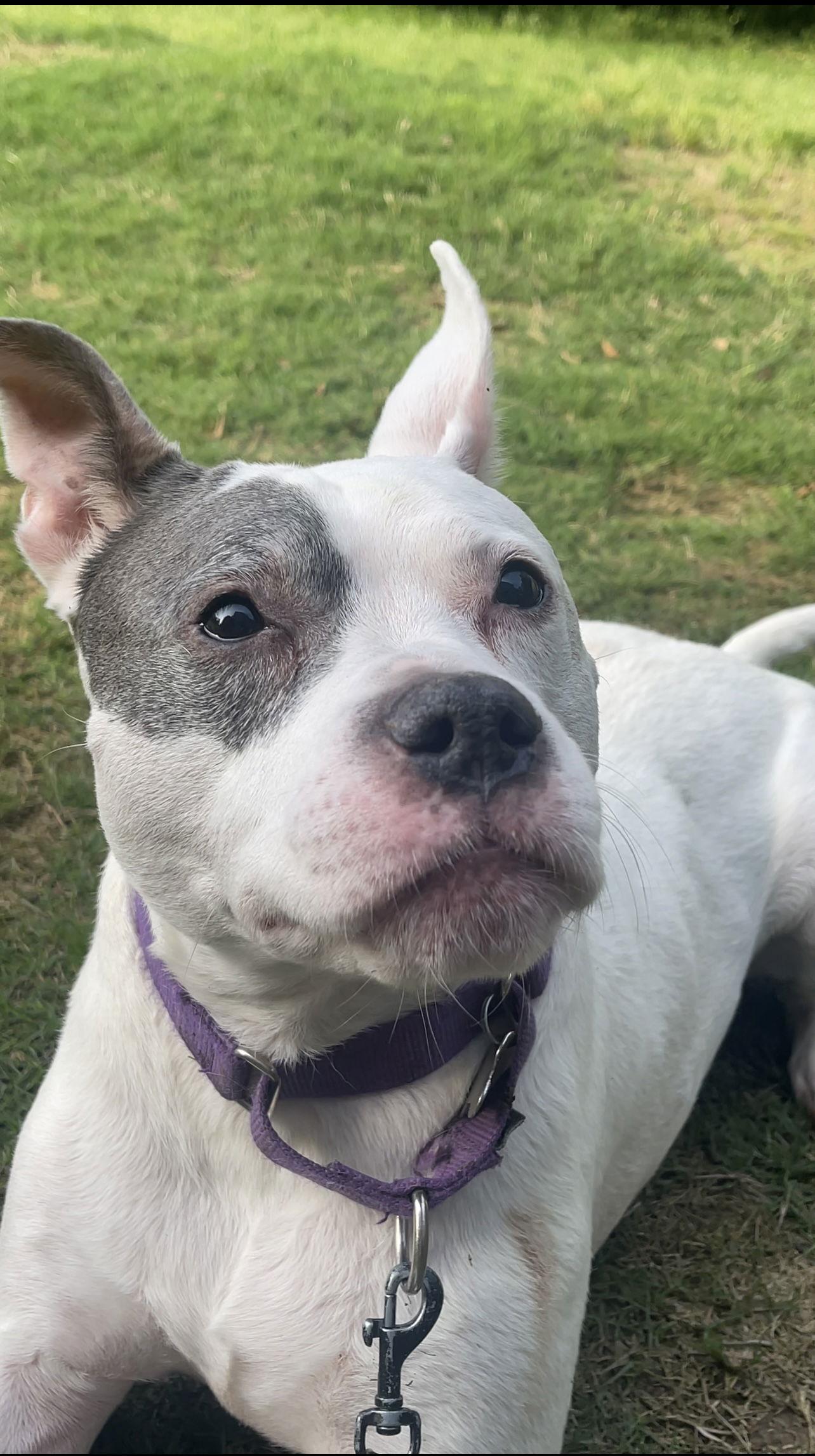 Enlarge Adorable Addie, a Adoptable American Bulldog in Acworth, GA image 3/3