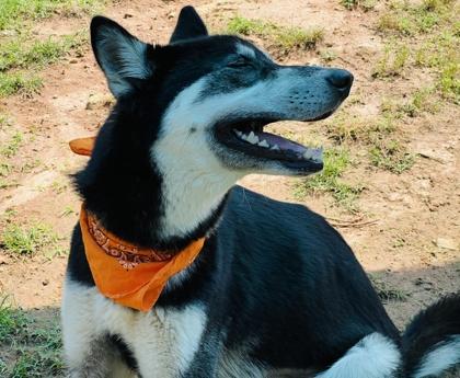 Kida $85, a Adoptable mixed breed in Seneca, SC image 1/3
