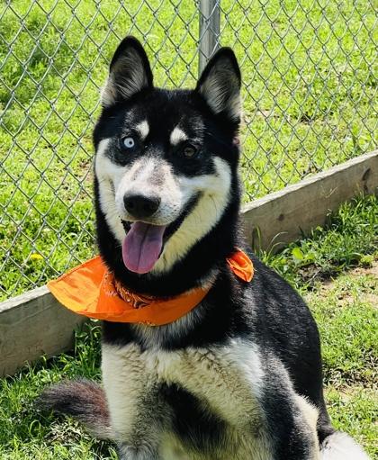 Kida $85, a Adoptable mixed breed in Seneca, SC image 2/3