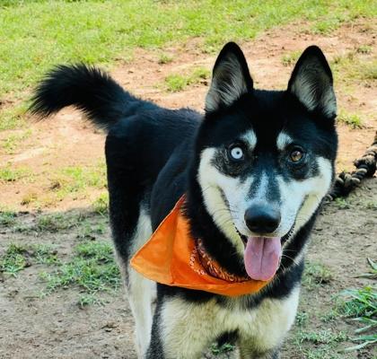 Kida $85, a Adoptable mixed breed in Seneca, SC image 3/3