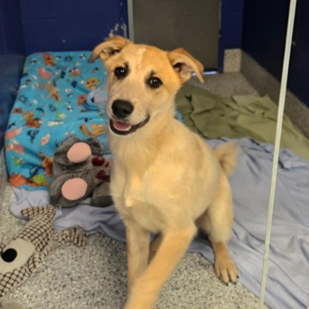 Enlarge CT Mira, a Adoptable mixed breed in Eastford, CT image 1/3