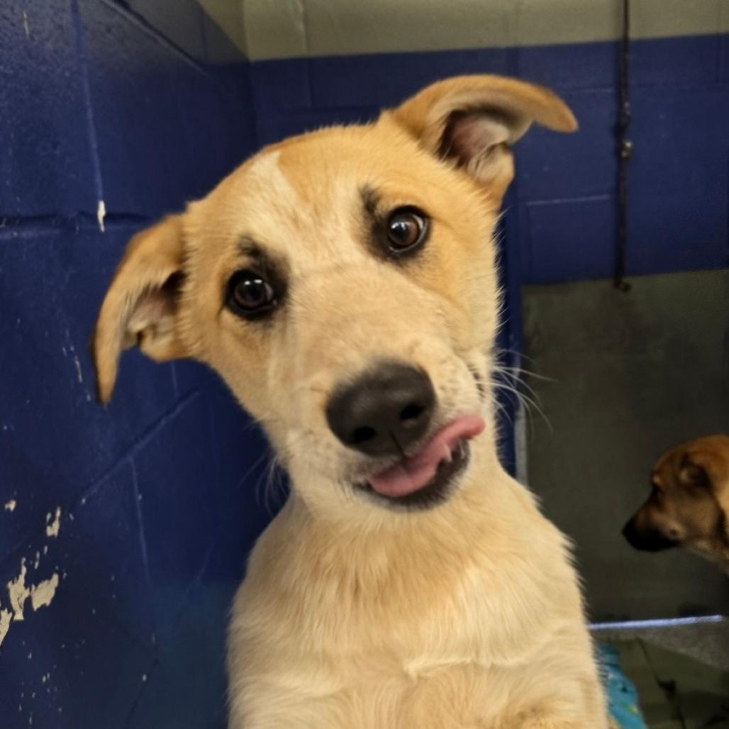 Enlarge CT Mira, a Adoptable mixed breed in Eastford, CT image 2/3