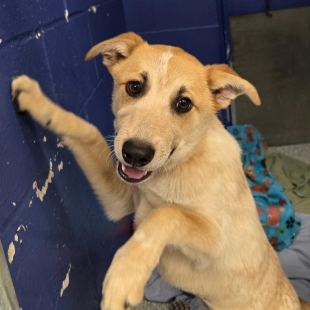 Enlarge CT Mira, a Adoptable mixed breed in Eastford, CT image 3/3