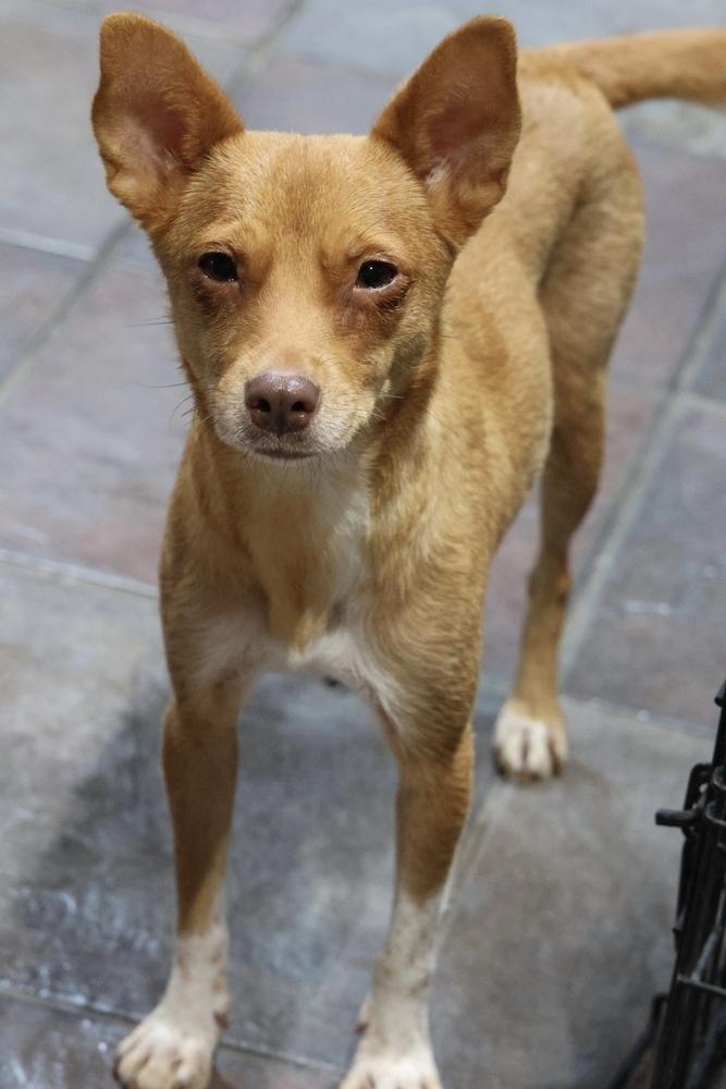 Burrito, Adoptable, Adult Female Chihuahua.
