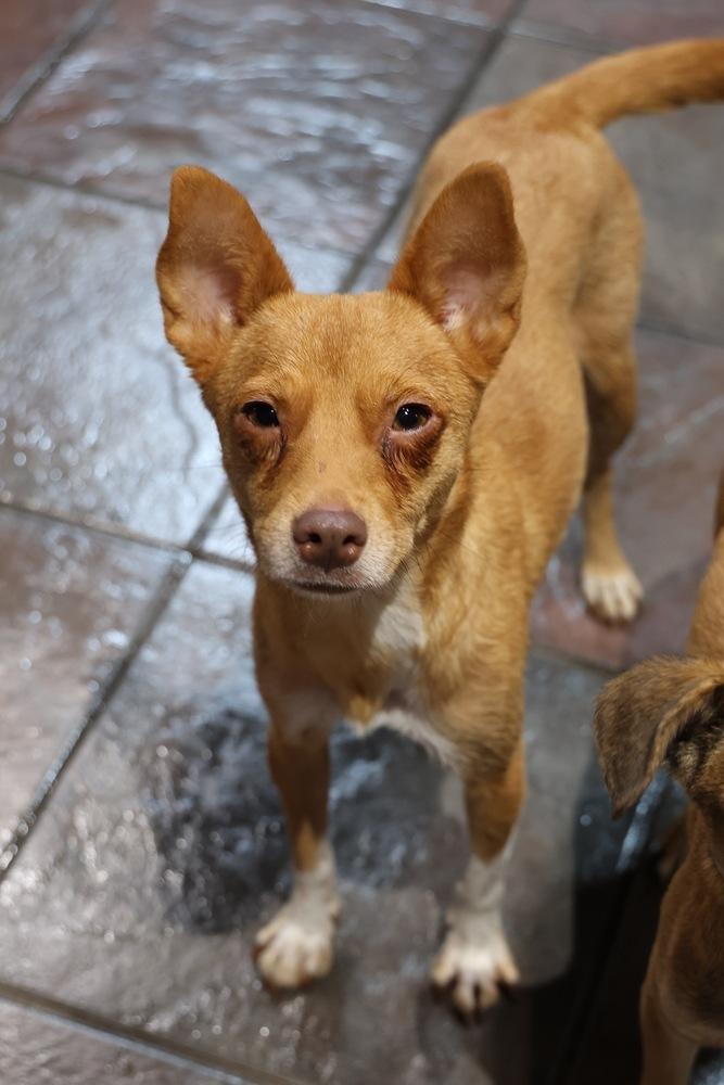 Burrito, a Adoptable Chihuahua in TUCSON, AZ image 2/3