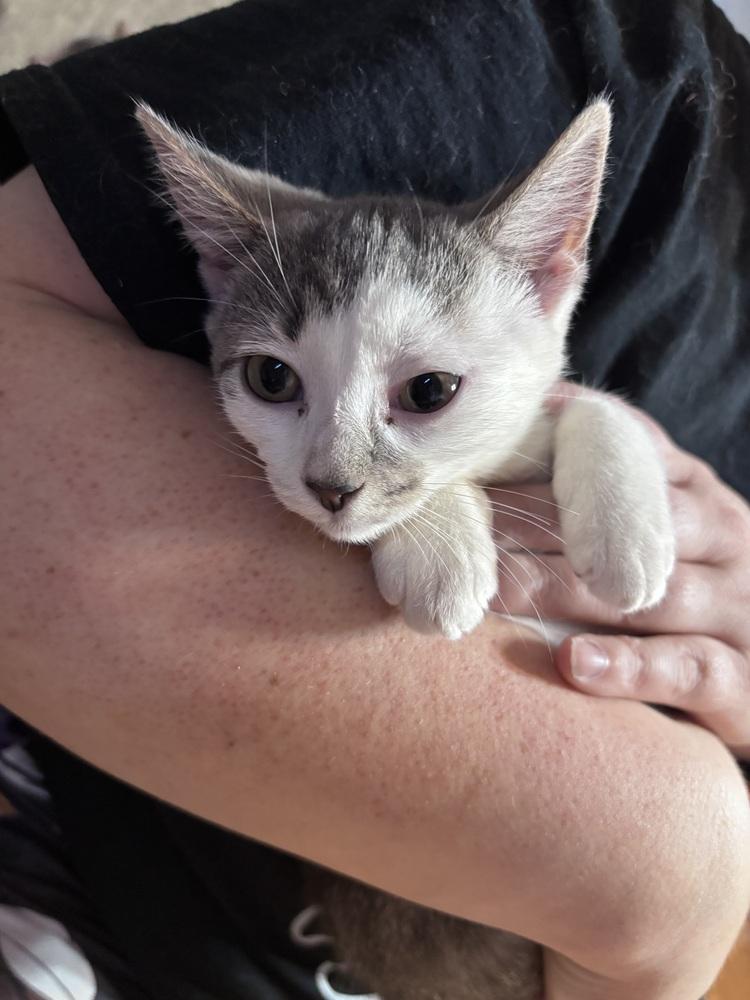 Pomni, Adoptable, Kitten Female Domestic Short Hair.