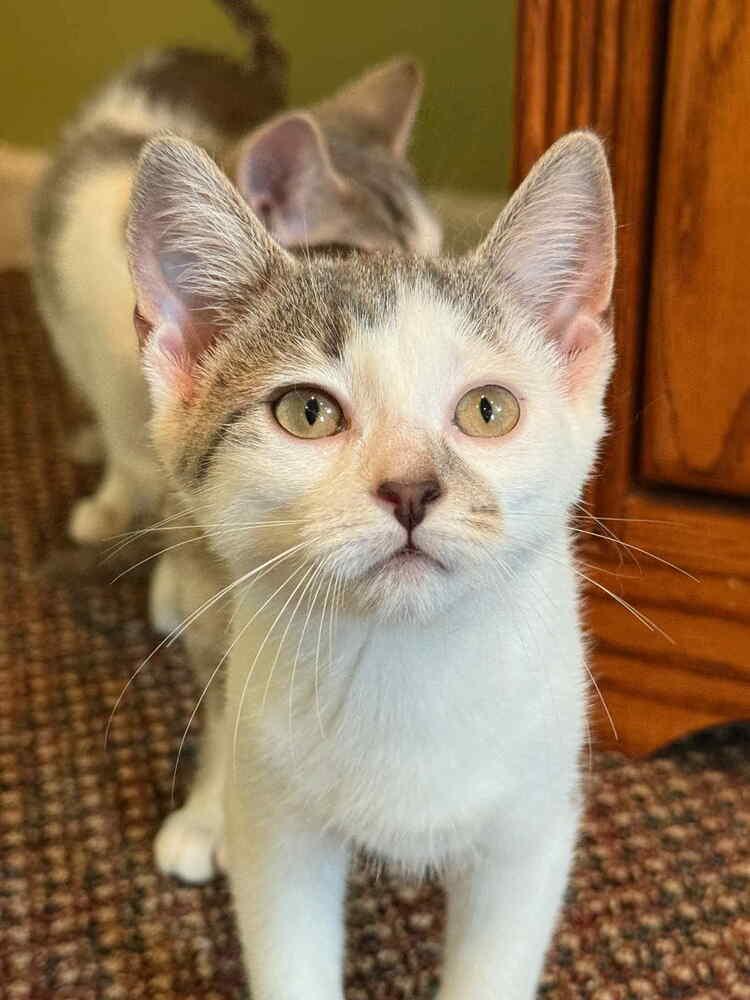 Pomni, a Adoptable Domestic Short Hair in Harpers Ferry, WV image 2/2