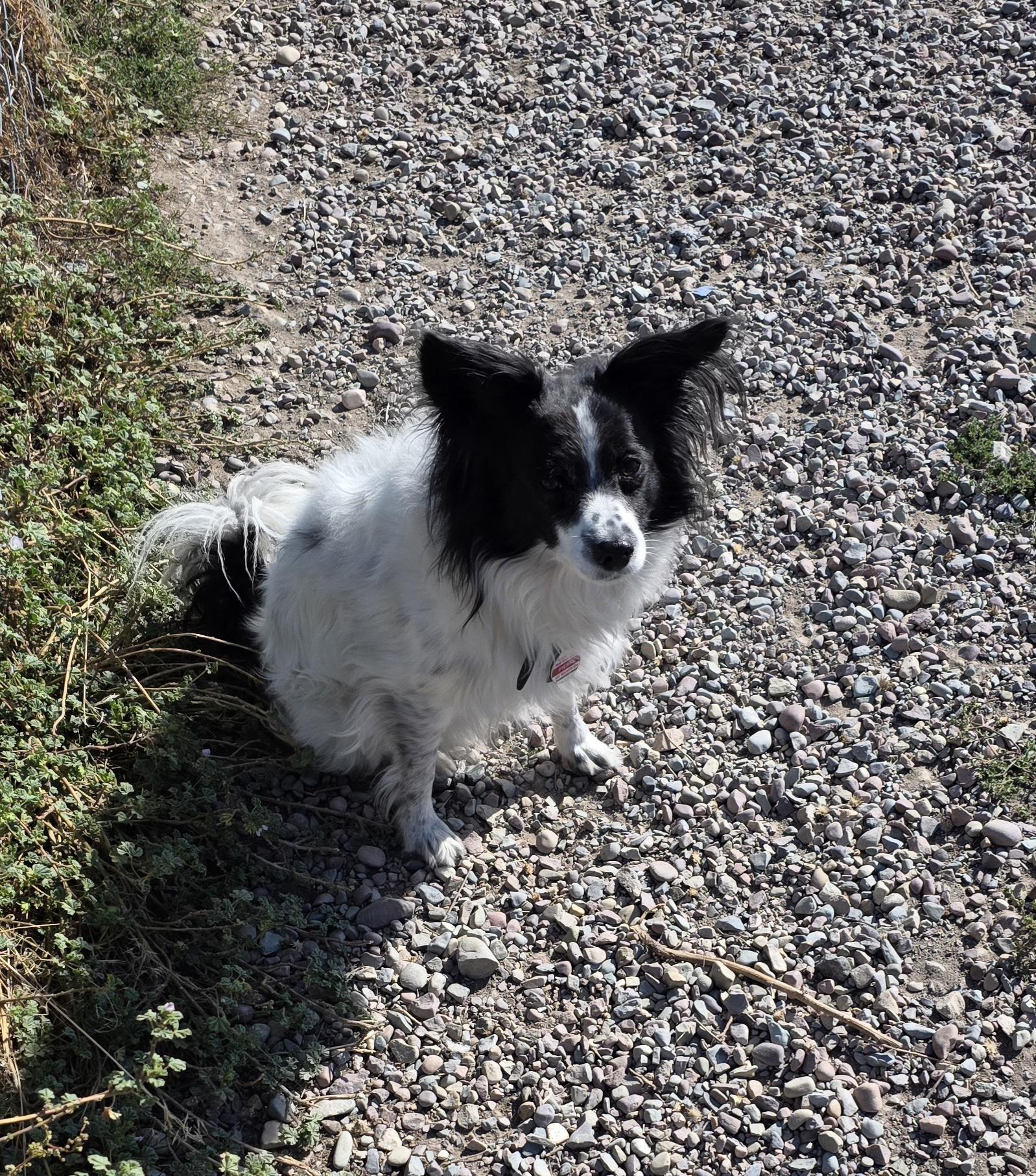 Jacky Boy and Pierre, an adoptable Chihuahua, Papillon in Polson, MT, 59860 | Photo Image 3
