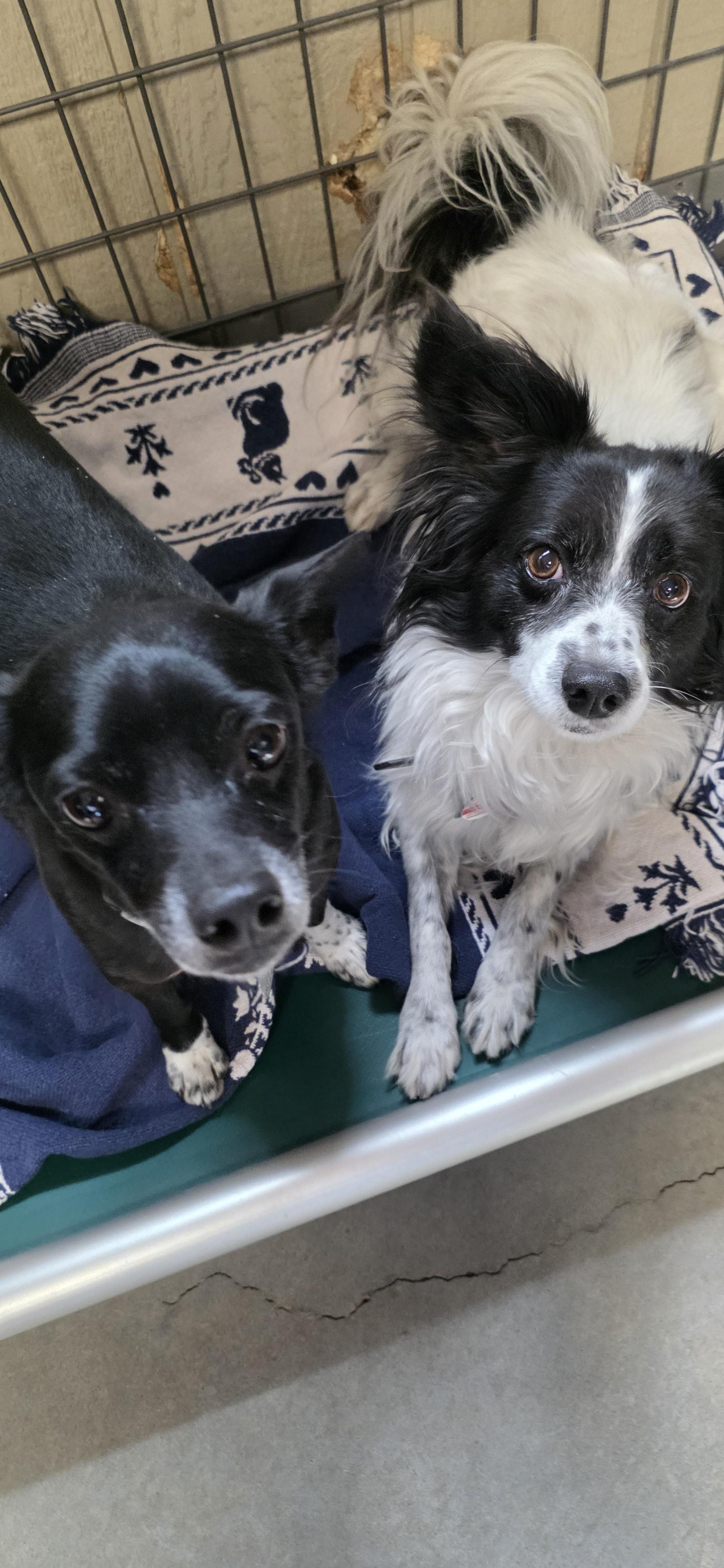 Jacky Boy and Pierre, an adoptable Chihuahua, Papillon in Polson, MT, 59860 | Photo Image 1