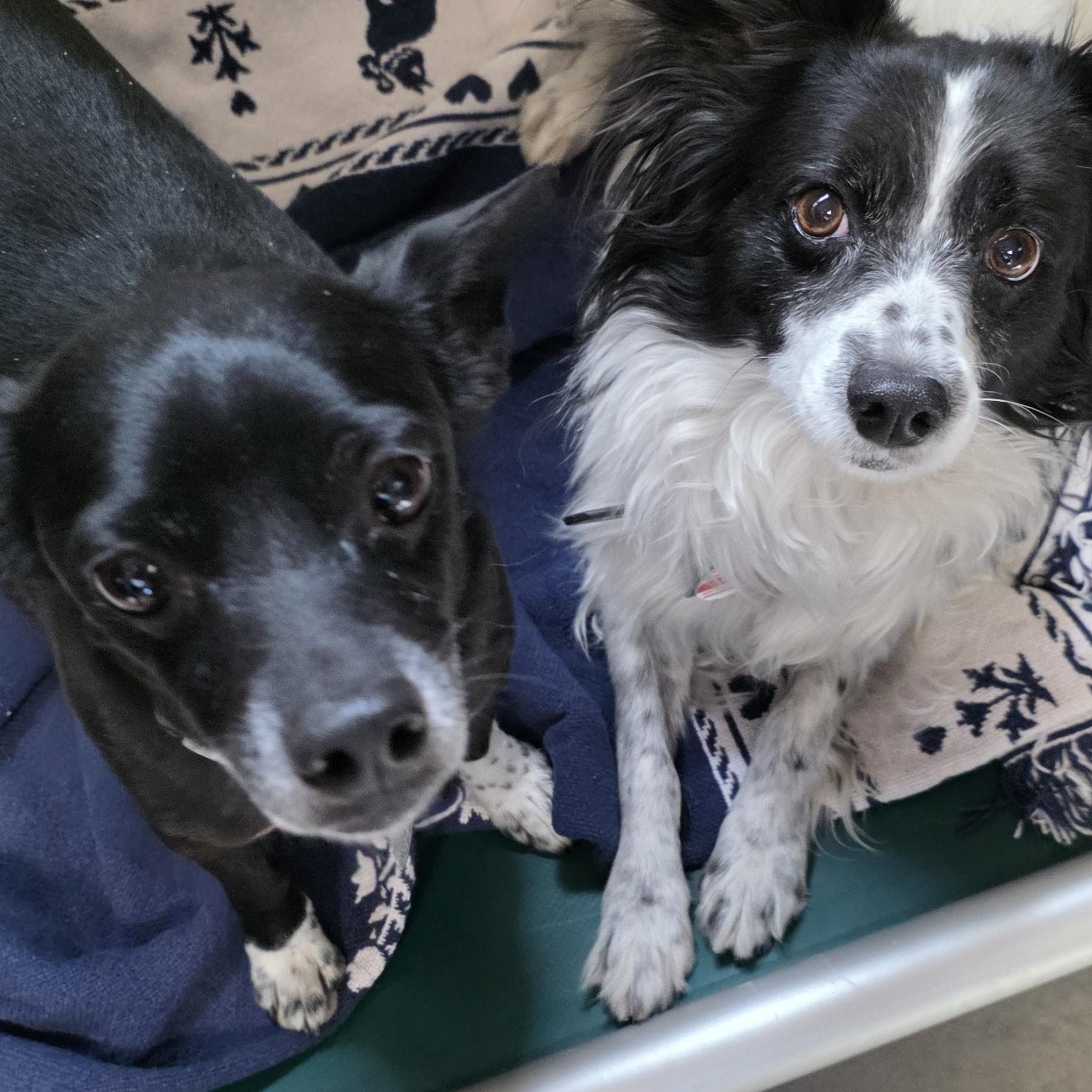 Jacky Boy and Pierre, a Adoptable mixed breed in Polson, MT image 1/2