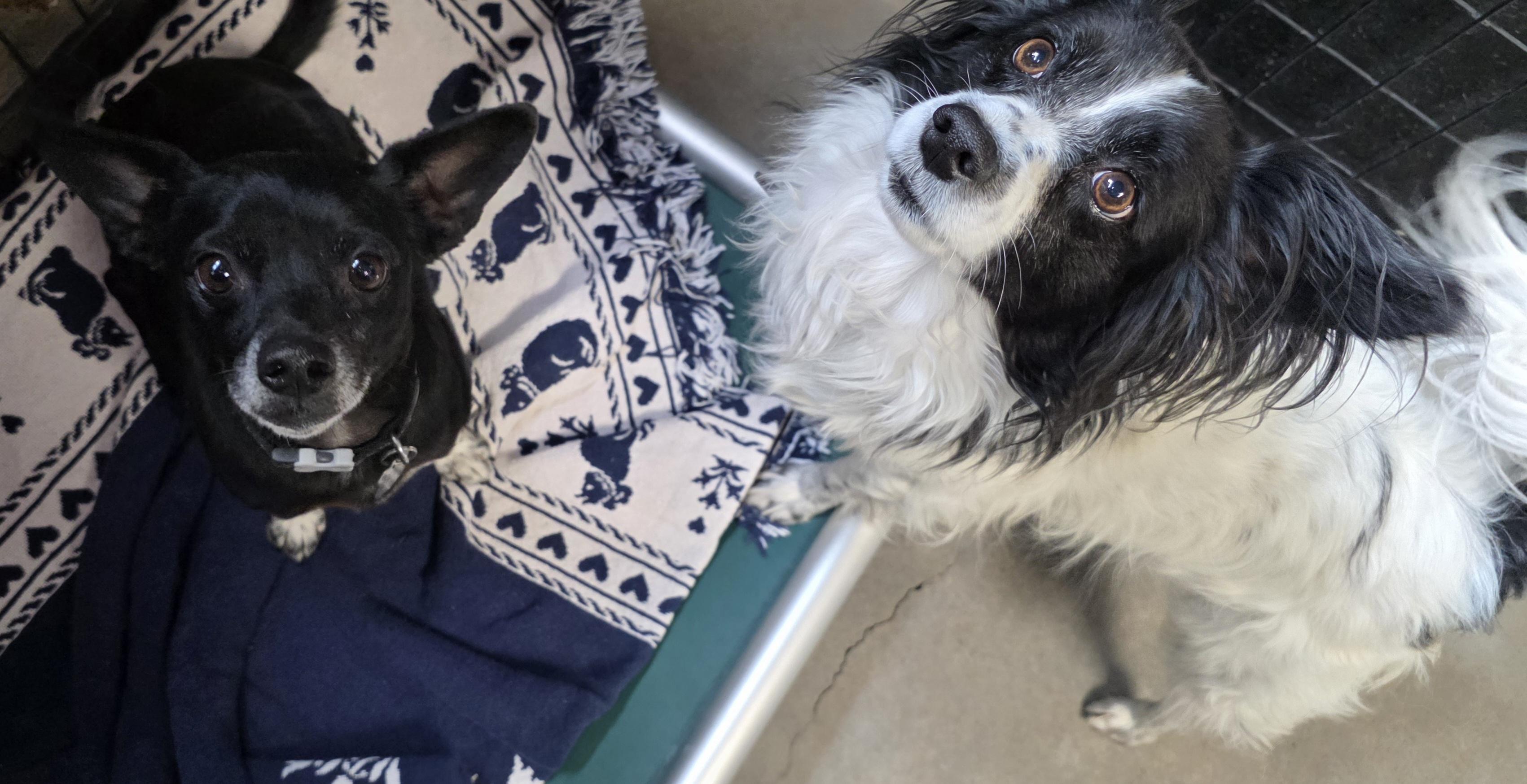 Jacky Boy and Pierre, a Adoptable mixed breed in Polson, MT image 2/2