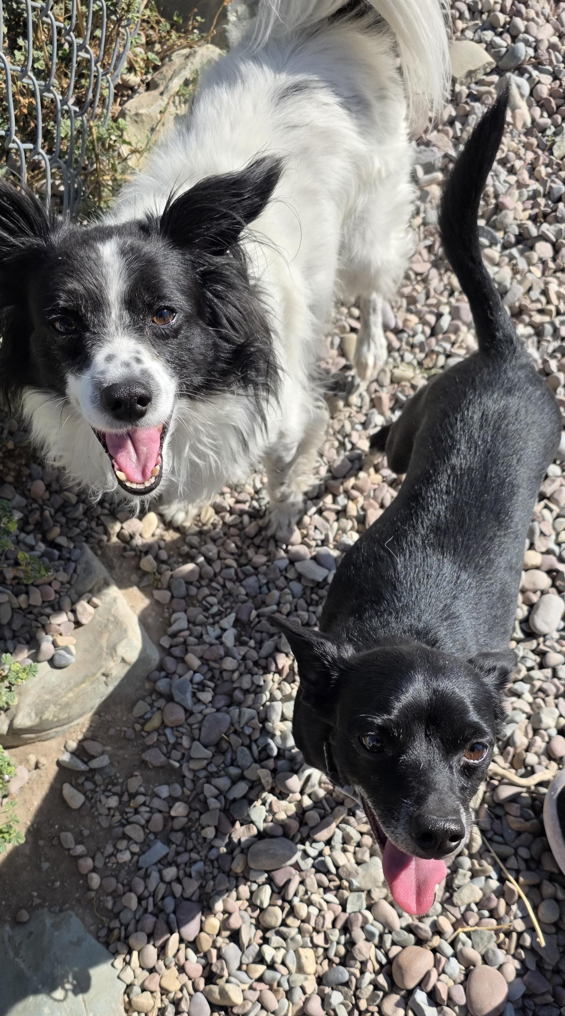 Jacky Boy and Pierre, an adoptable Chihuahua, Papillon in Polson, MT, 59860 | Photo Image 4