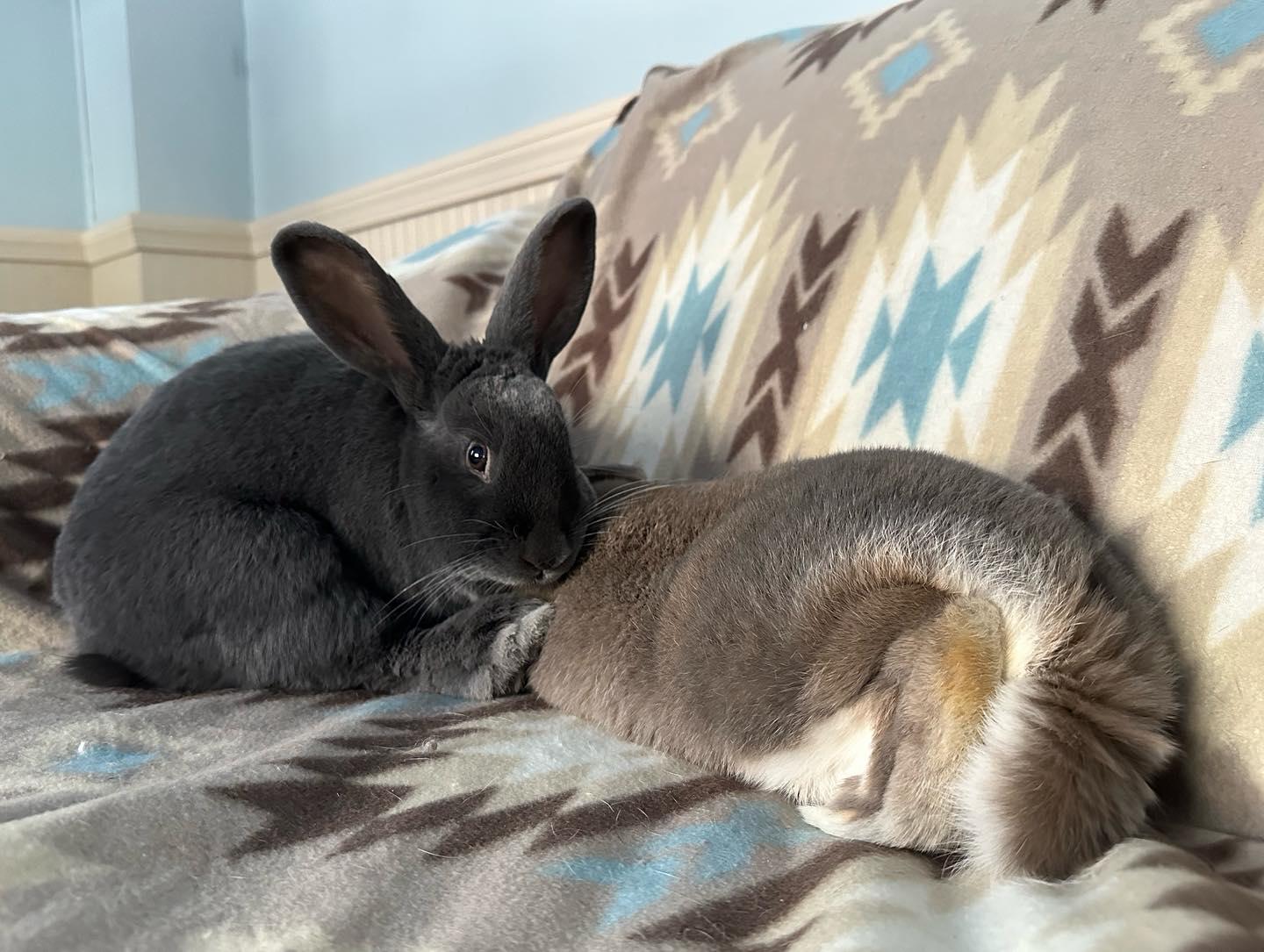 Enlarge Emery (bonded with Juneau), a Adoptable Bunny Rabbit in Westbrook, ME image 5/6