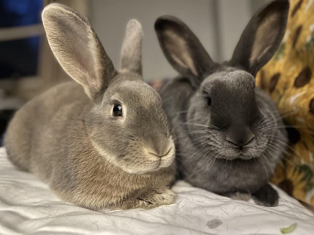 Enlarge Emery (bonded with Juneau), a Adoptable Bunny Rabbit in Westbrook, ME image 3/6