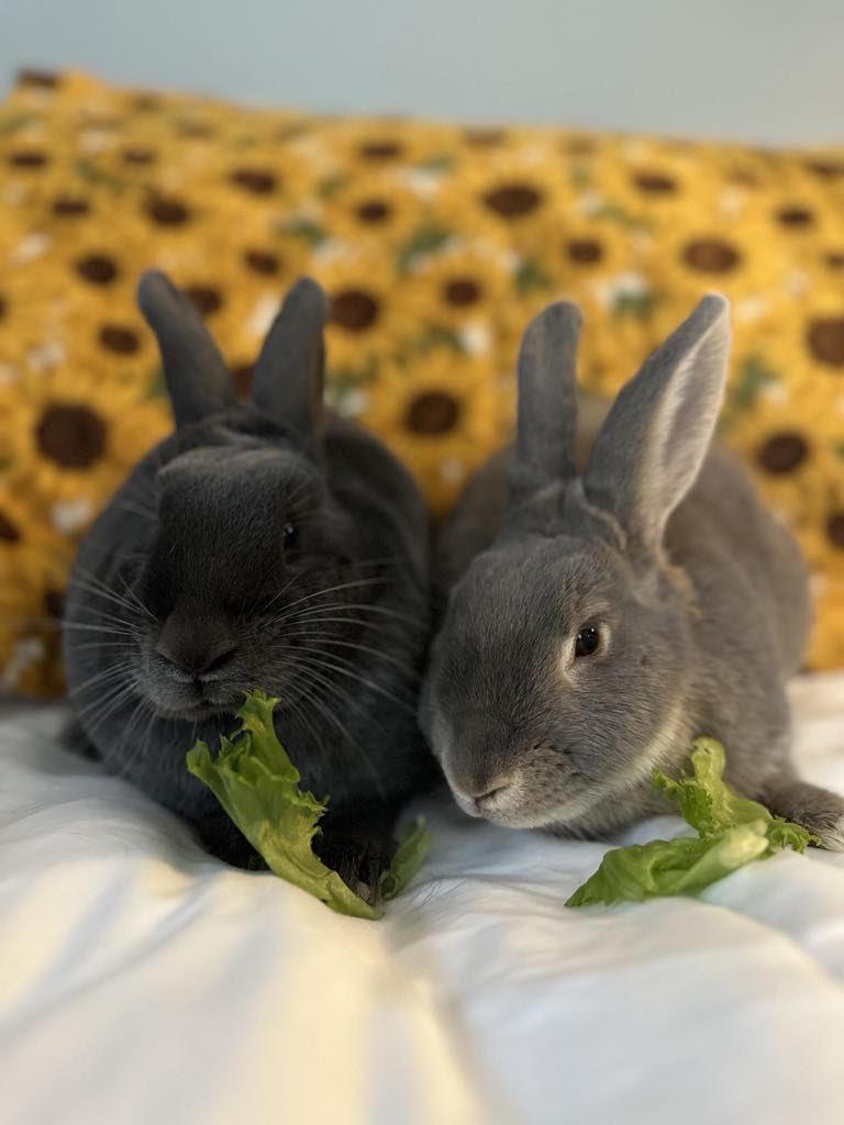 Enlarge Emery (bonded with Juneau), a Adoptable Bunny Rabbit in Westbrook, ME image 4/6