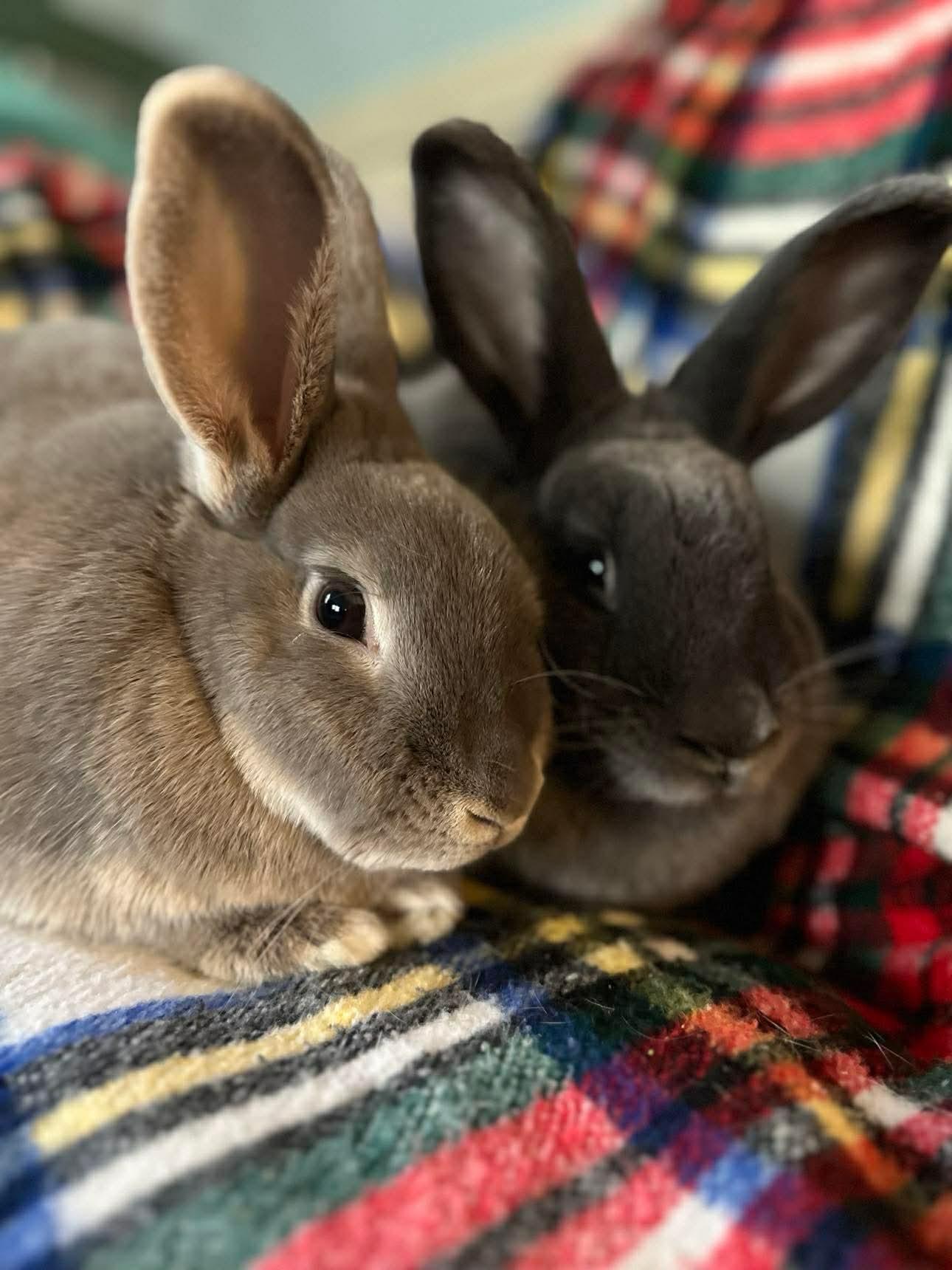 Emery (bonded with Juneau), a Adoptable Bunny Rabbit in Portland, ME image 1/6