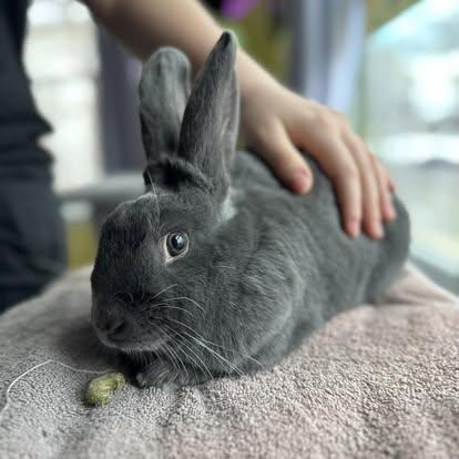 Enlarge Emery (bonded with Juneau), a Adoptable Bunny Rabbit in Westbrook, ME image 2/6