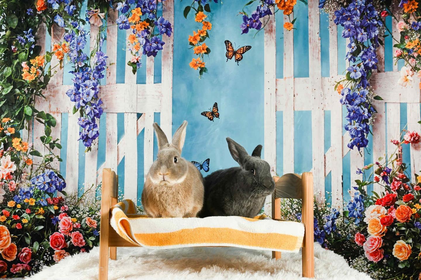 Emery (bonded with Juneau), Adoptable, Adult Male Bunny Rabbit.