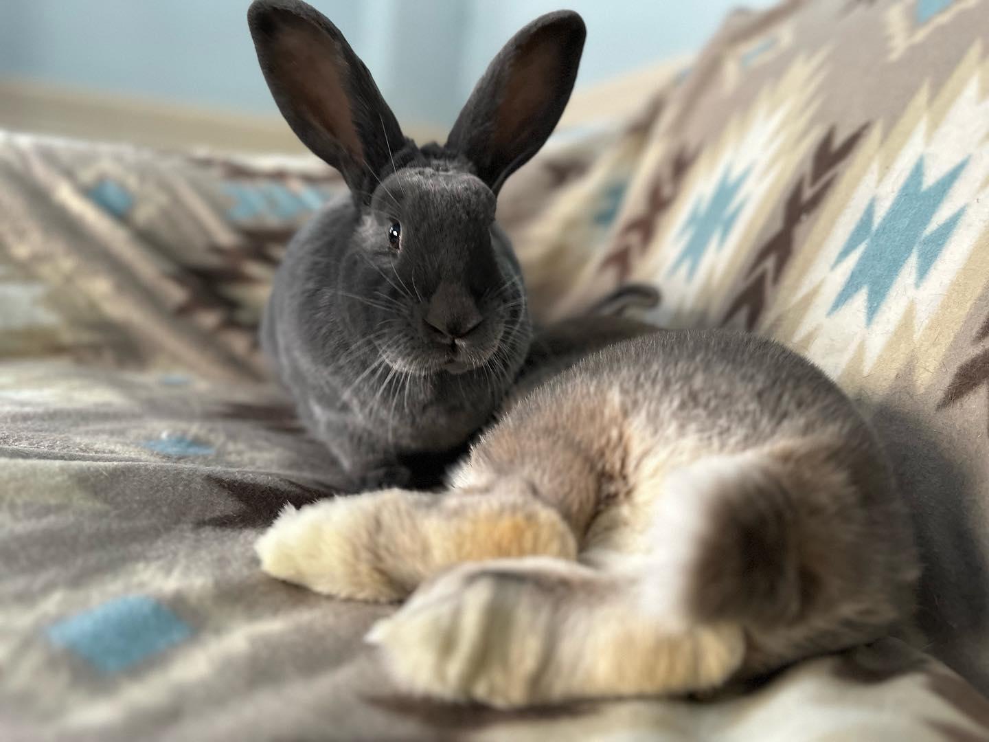 Enlarge Emery (bonded with Juneau), a Adoptable Bunny Rabbit in Westbrook, ME image 6/6