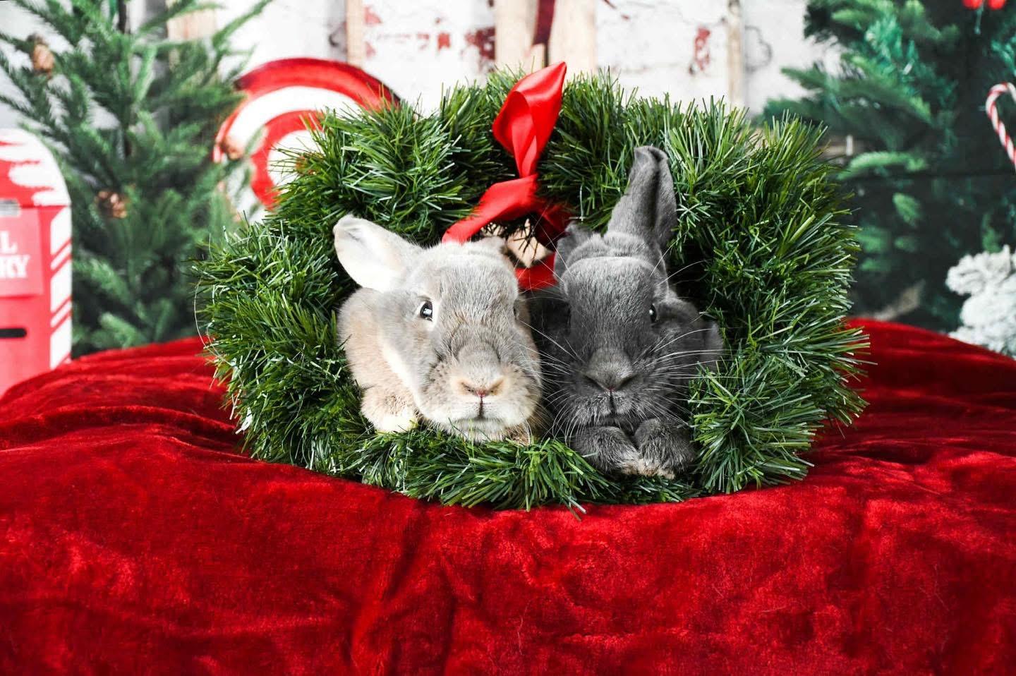 Emery (bonded with Juneau), Adoptable, Adult Male Bunny Rabbit.