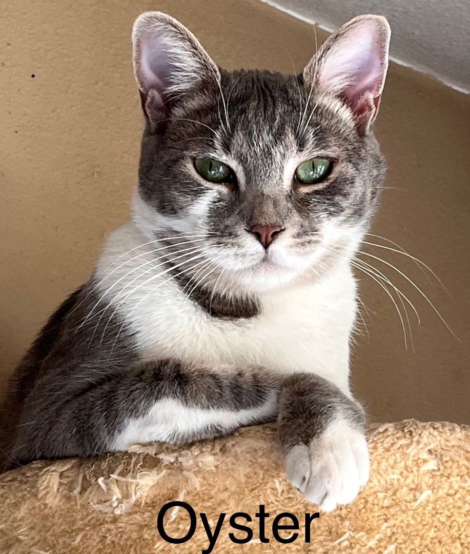 Oyster Cracker, Adult Female Domestic Short Hair