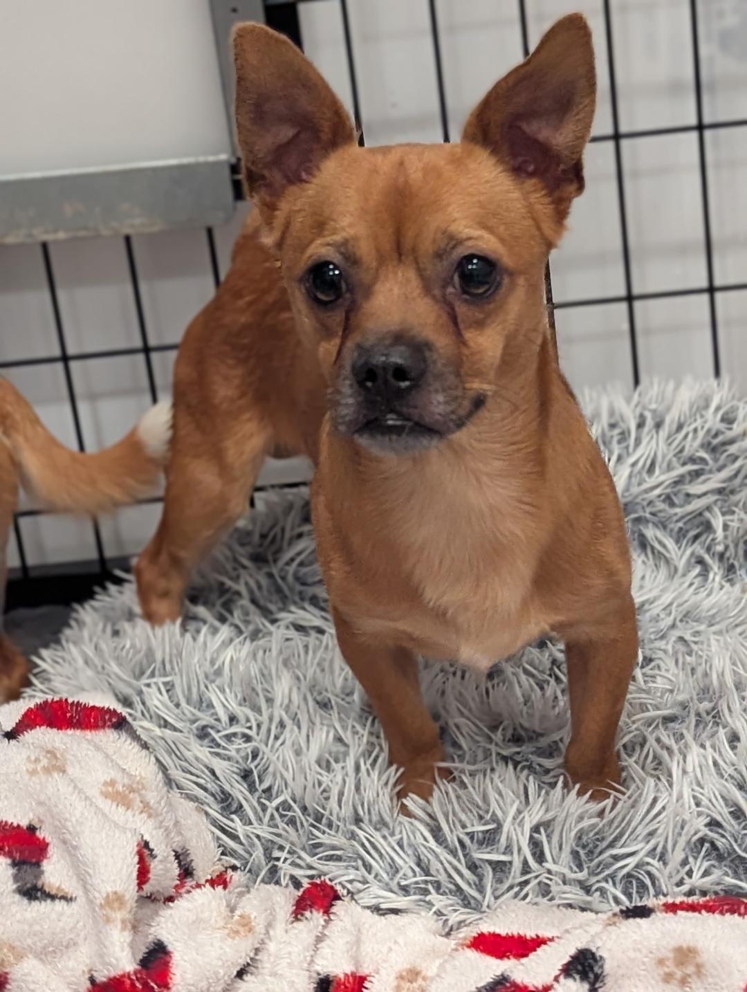 Enlarge Bear, a Adopted Chihuahua in Amity, OR image 5/5