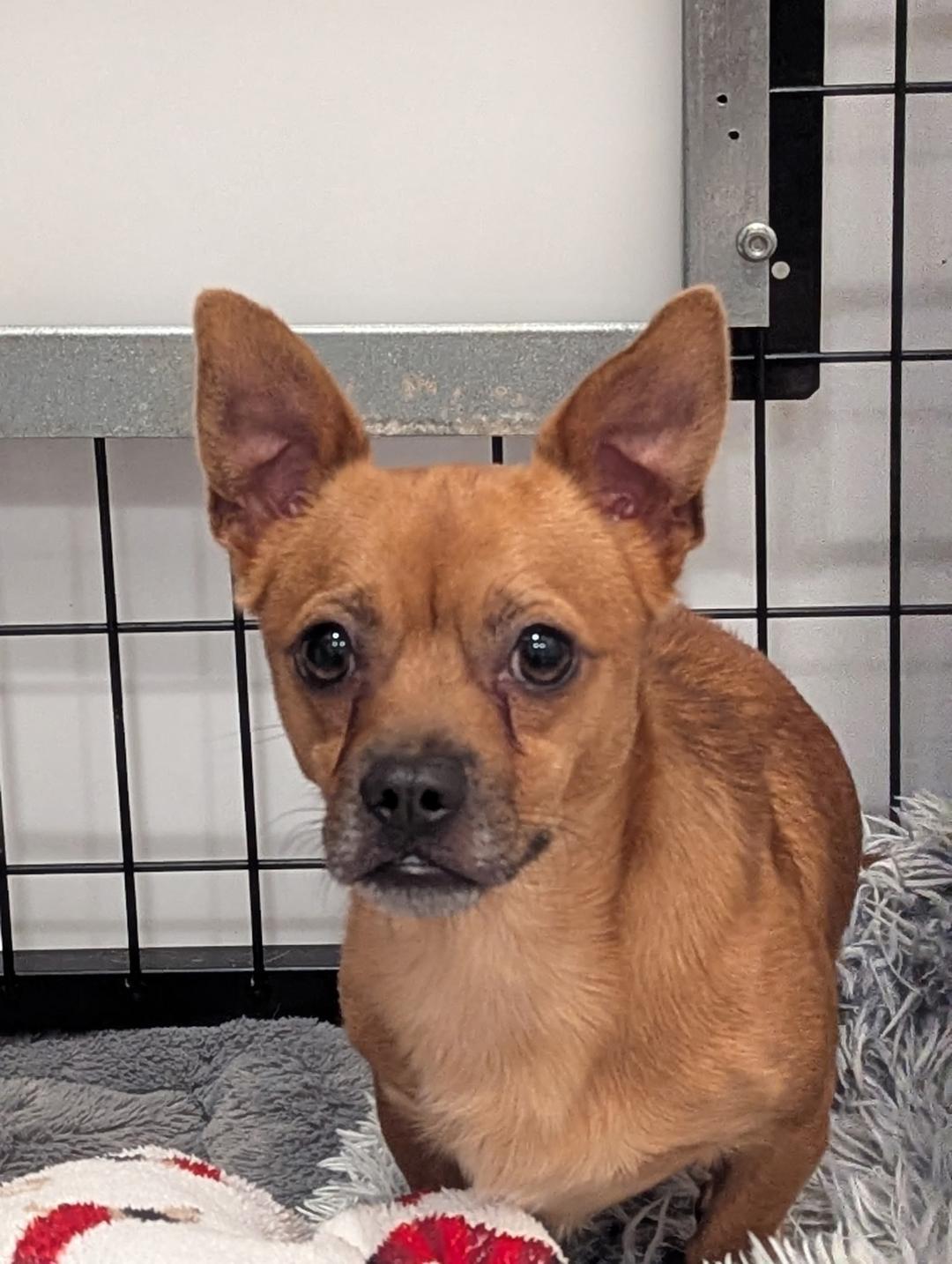 Enlarge Bear, a Adopted Chihuahua in Amity, OR image 1/5