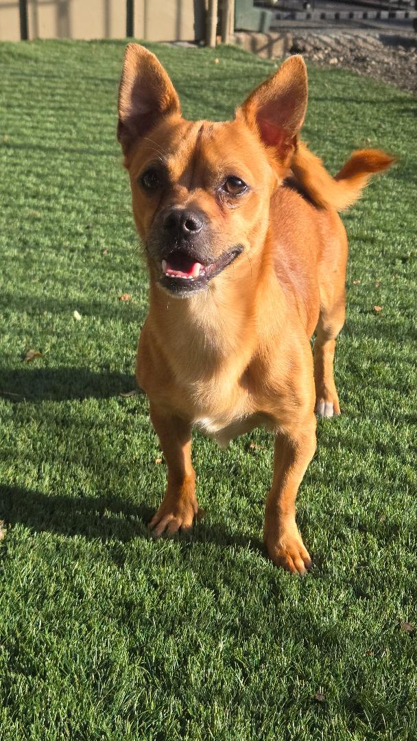 Enlarge Bear, a Adopted Chihuahua in Amity, OR image 3/5
