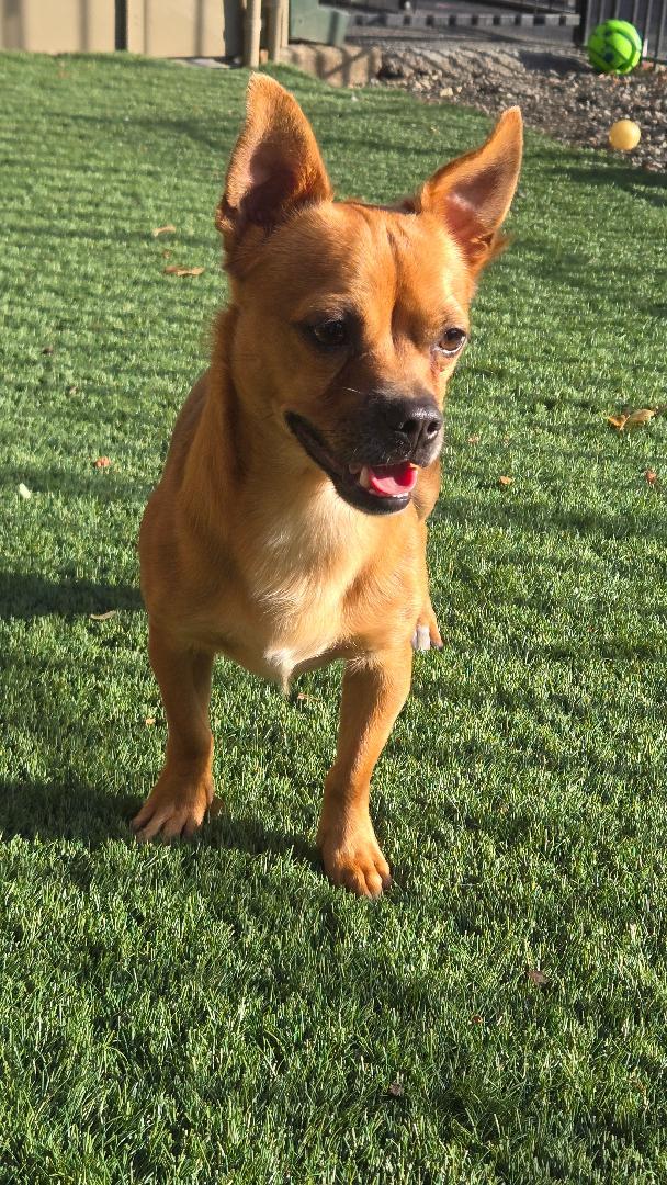 Enlarge Bear, a Adopted Chihuahua in Amity, OR image 2/5