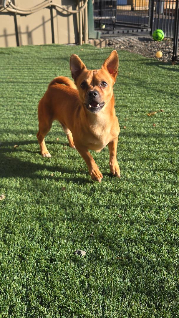 Enlarge Bear, a Adopted Chihuahua in Amity, OR image 4/5