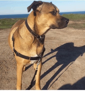 Billy, Adult Male unknown