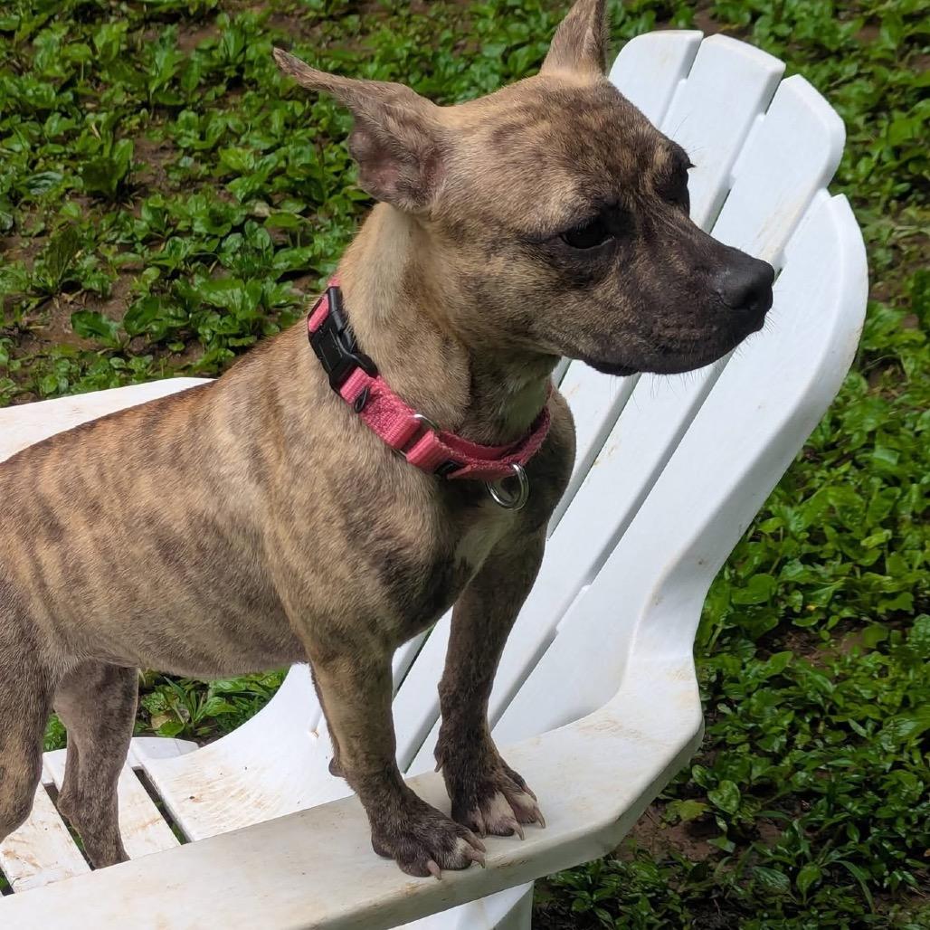 Chai, a Adoptable Pit Bull Terrier in West Chester, PA image 3/6